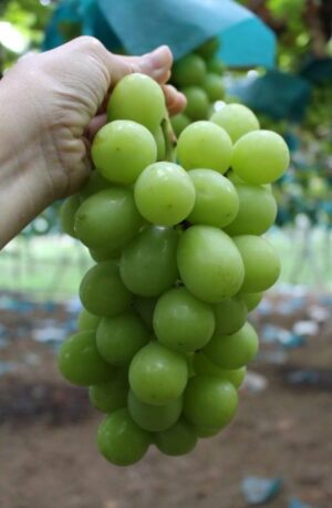 Anggur Shine Muscat