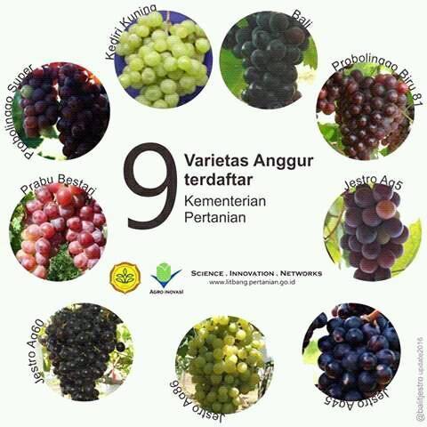 9 Varietas Anggur Unggulan