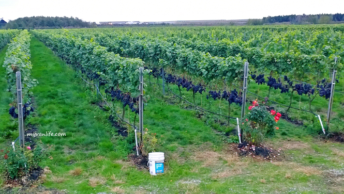 Kebun anggur dengan rambatan VSP Trellis System
