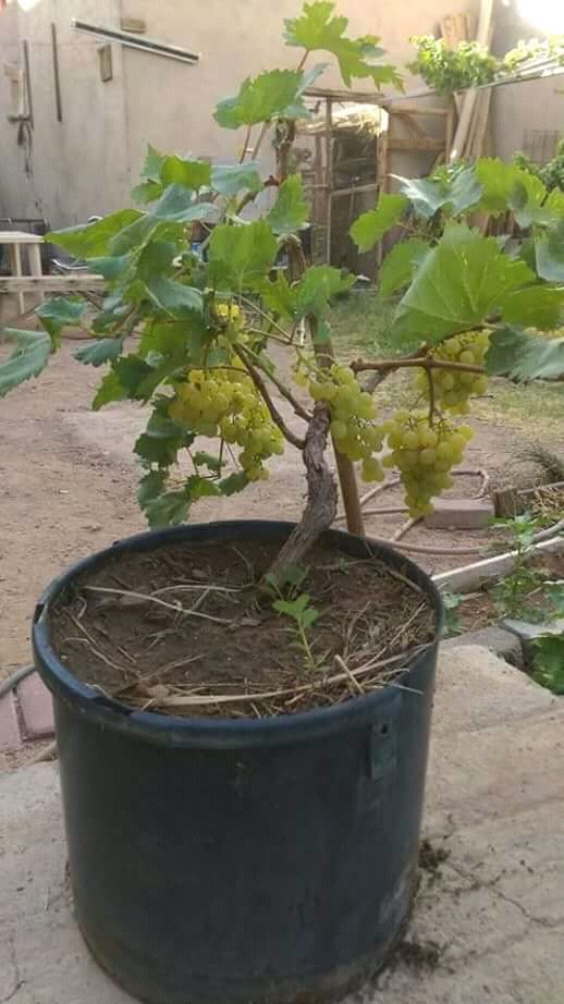 Tabulampot Anggur Kuning