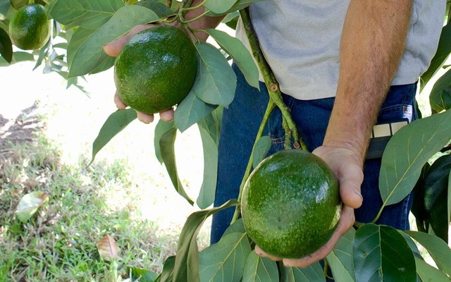 Buah Alpukat Jumbo