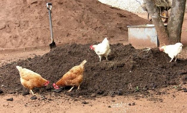 Pupuk Kandang Kotoran Ayam