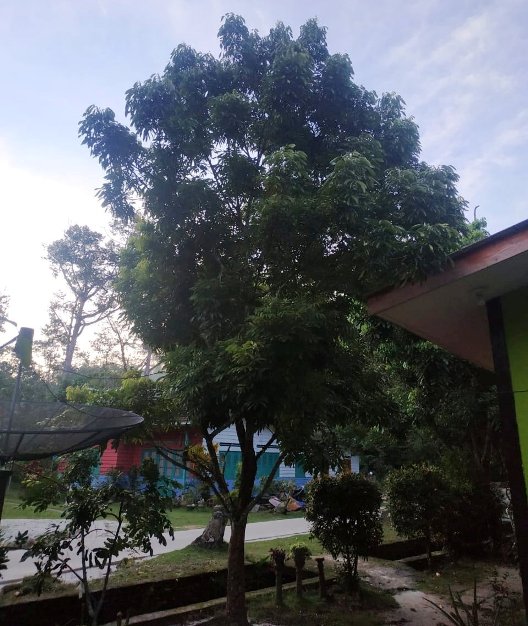 Pohon Kelengkeng Milik Bpk Sudino Takim