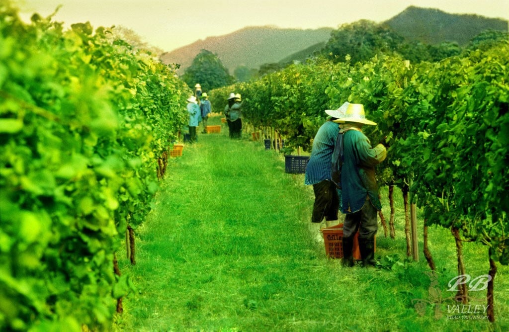 Pekerja di Perkebunan Anggur