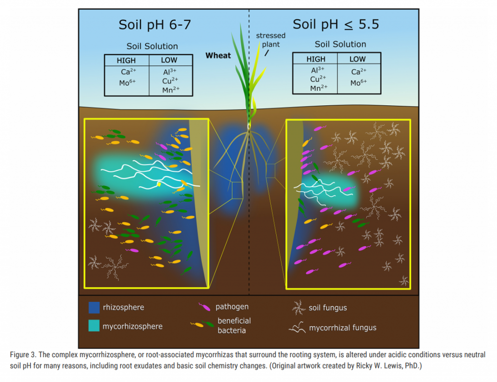 Pengaruh pH Tanah Terhadap Pertumbuhan Mikroorganisme Tanah