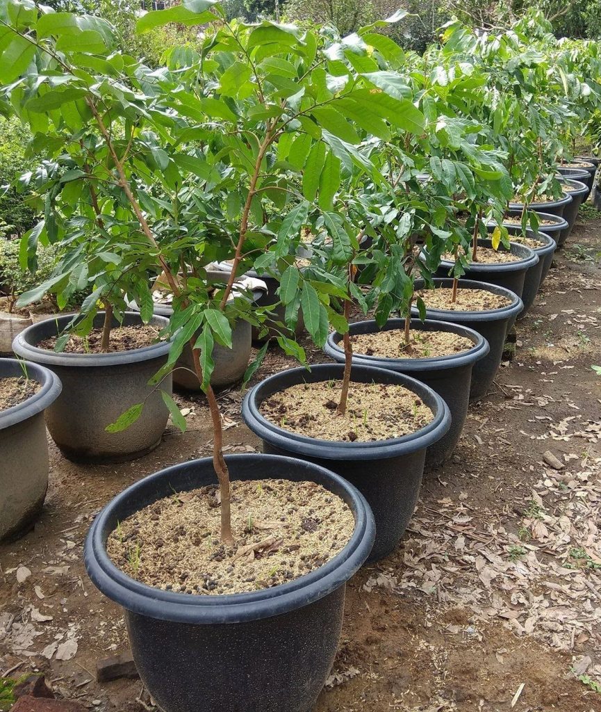 Ukuran Pot Yang Seragam