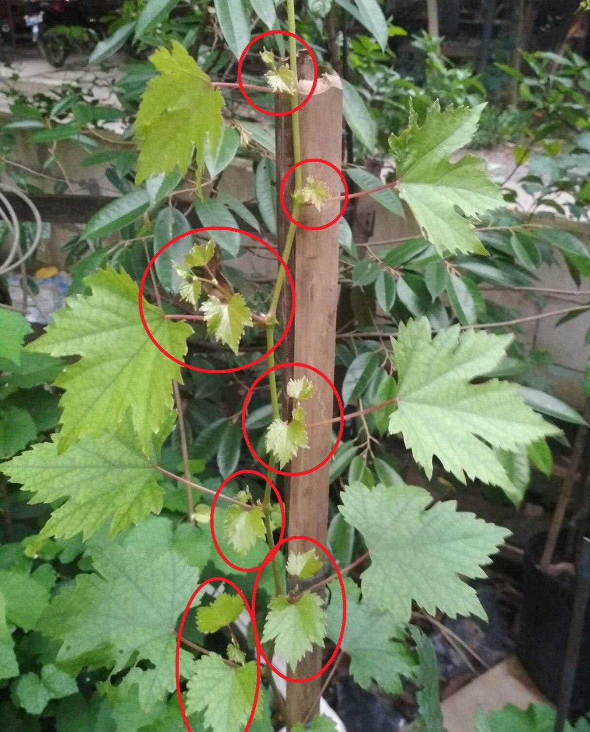 Contoh Tunas Air Tanaman Anggur Contoh Tunas Air Tanaman Anggur