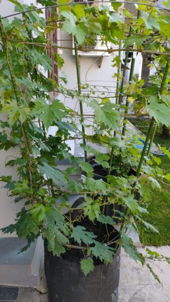 Tabulampot Anggur sistem Tower Tabulampot Anggur sistem Tower