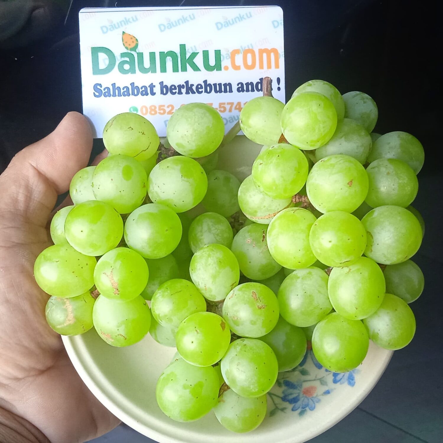 Buah Anggur Tamaki Buah Anggur Tamaki