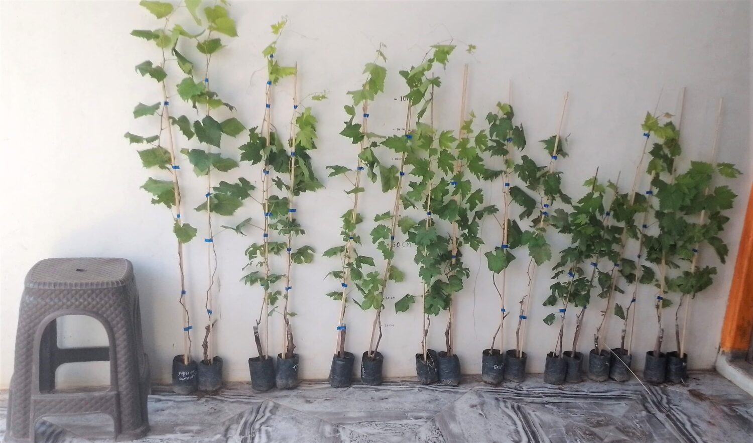 Jual bibit anggur import (tinggi 70-100 cm)