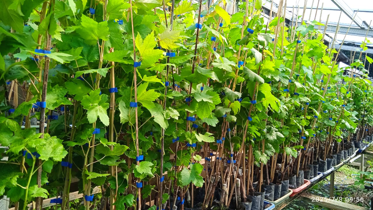 Bibit Anggur Import Bergaransi