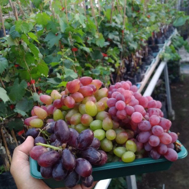 Panen Buah Anggur Beragam Varietas Panen Buah Anggur Beragam Varietas