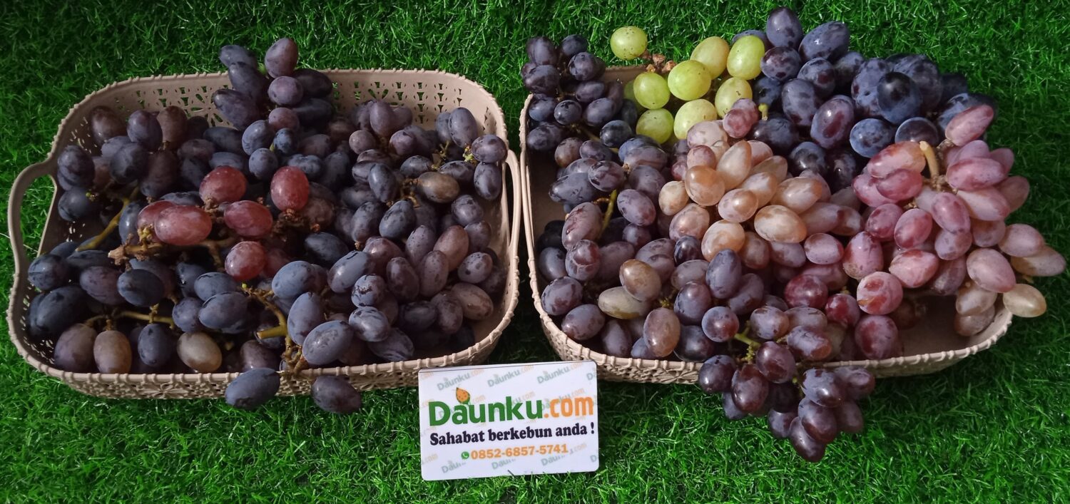 Panen Buah Anggur Beragam Varietas Panen Buah Anggur Beragam Varietas