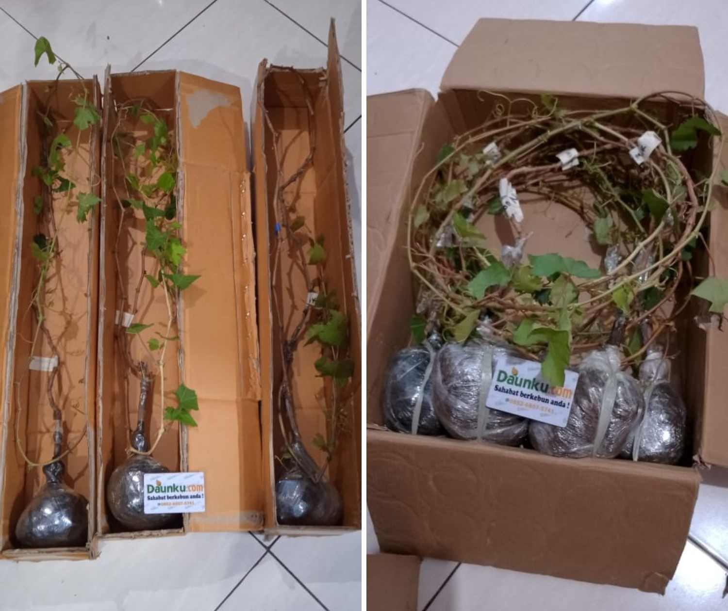 Bibit Anggur Premium Dikemas 1 Kg Bibit Anggur Premium Dikemas 1 Kg