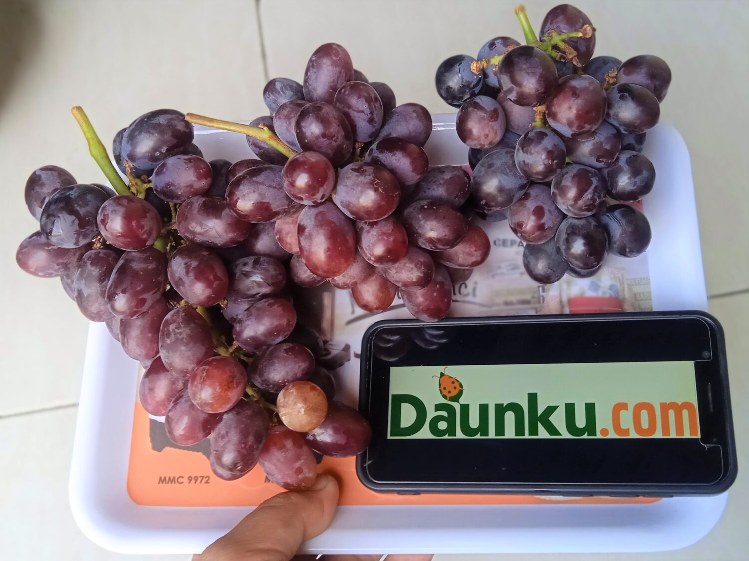 Panen Buah Anggur Panen Buah Anggur