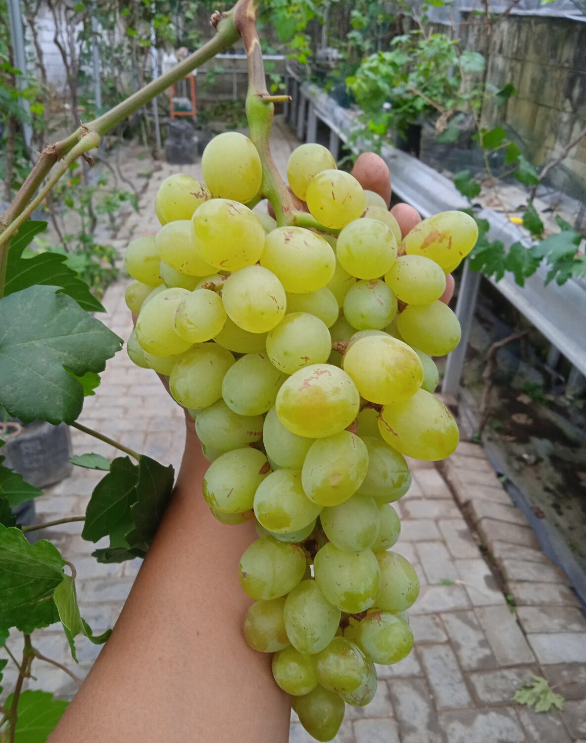 Buah Anggur Import Buah Anggur Import