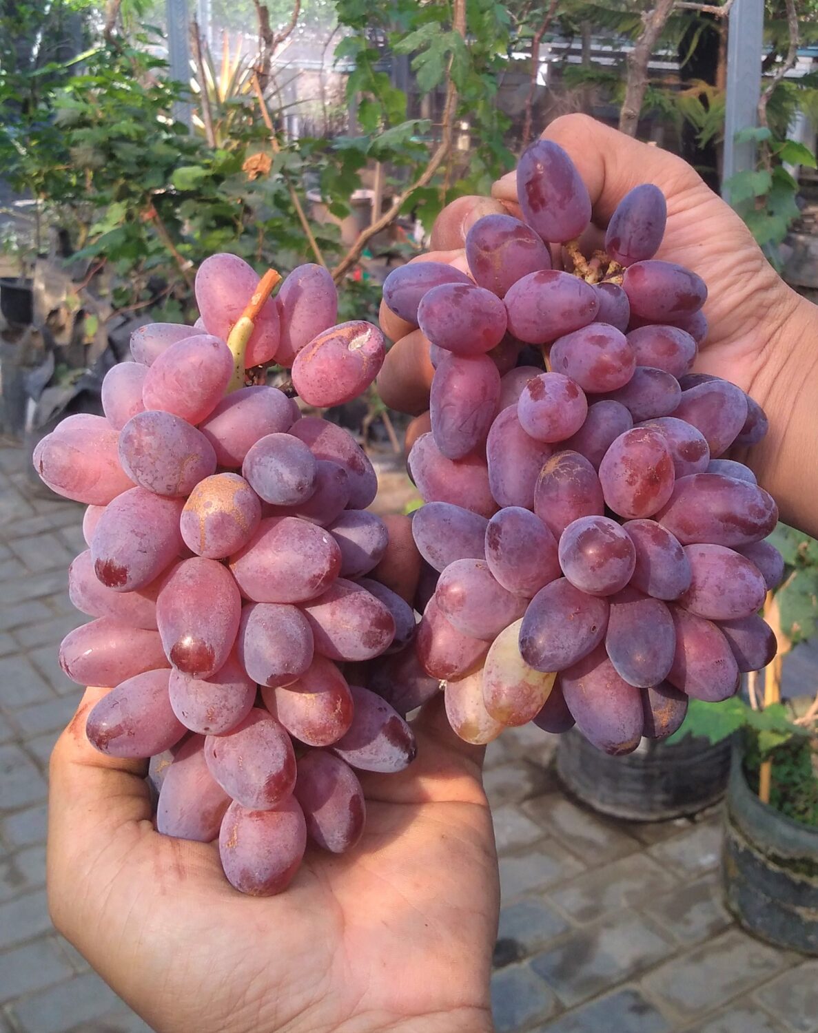 Buah Anggur Import Berkualitas Buah Anggur Import Berkualitas