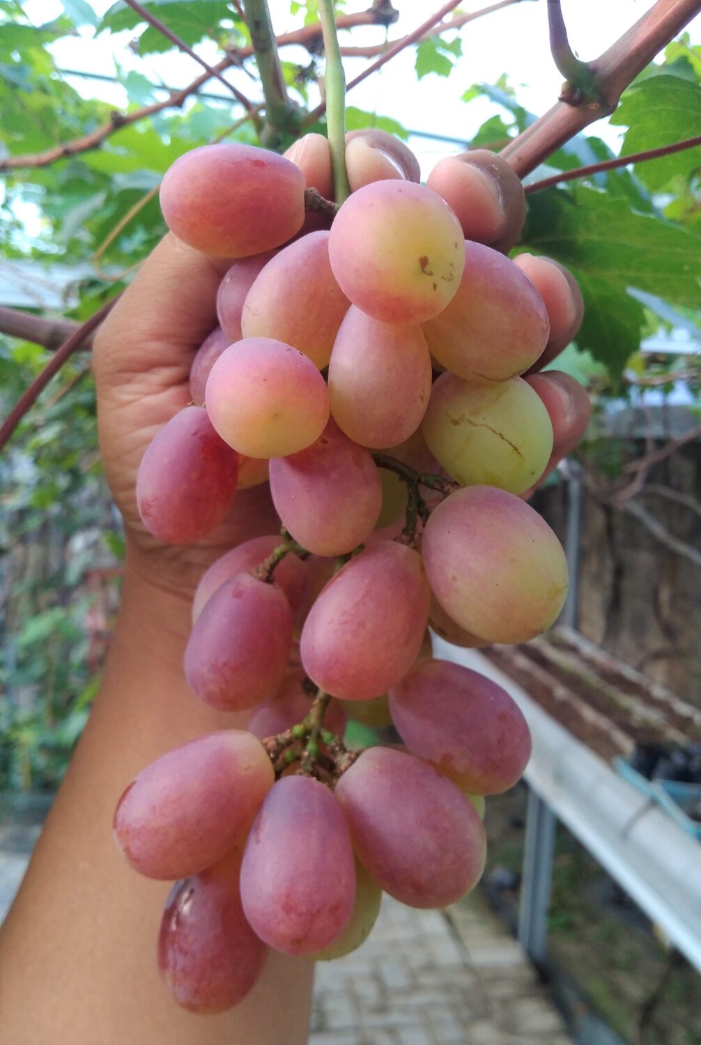 Buah Anggur Buah Anggur