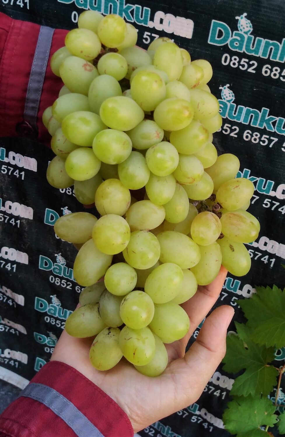 Buah Anggur Hijau Manis Buah Anggur Hijau Manis