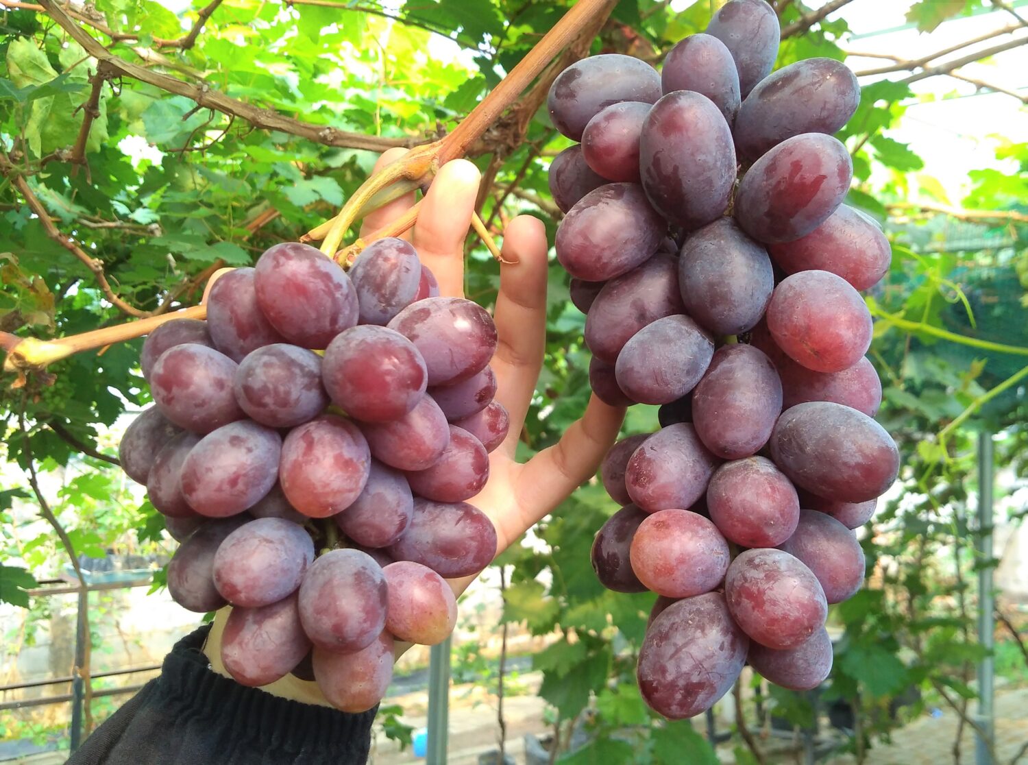 Buah Anggur Import Buah Anggur Import