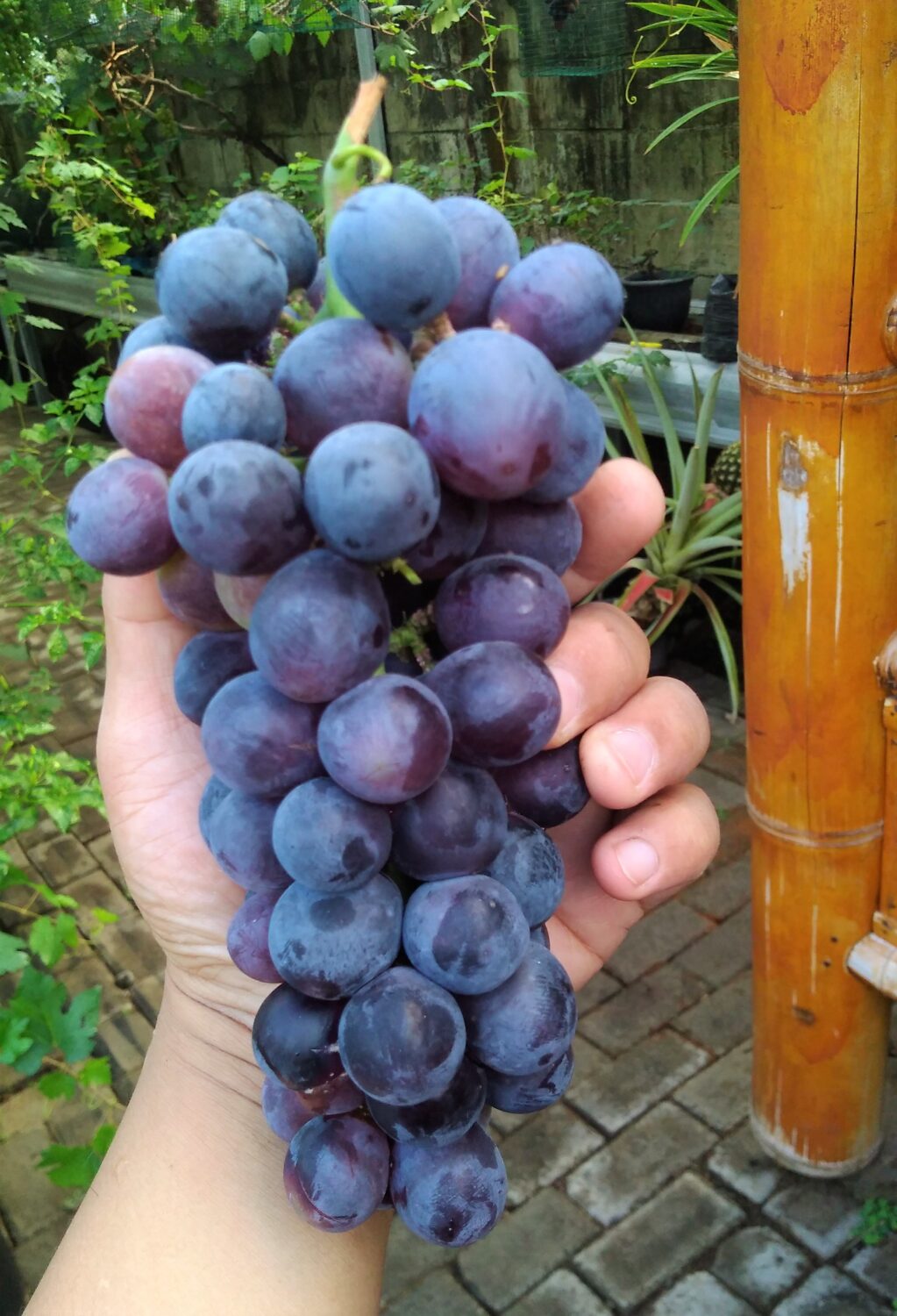 Buah Anggur Ungu Buah Anggur Ungu