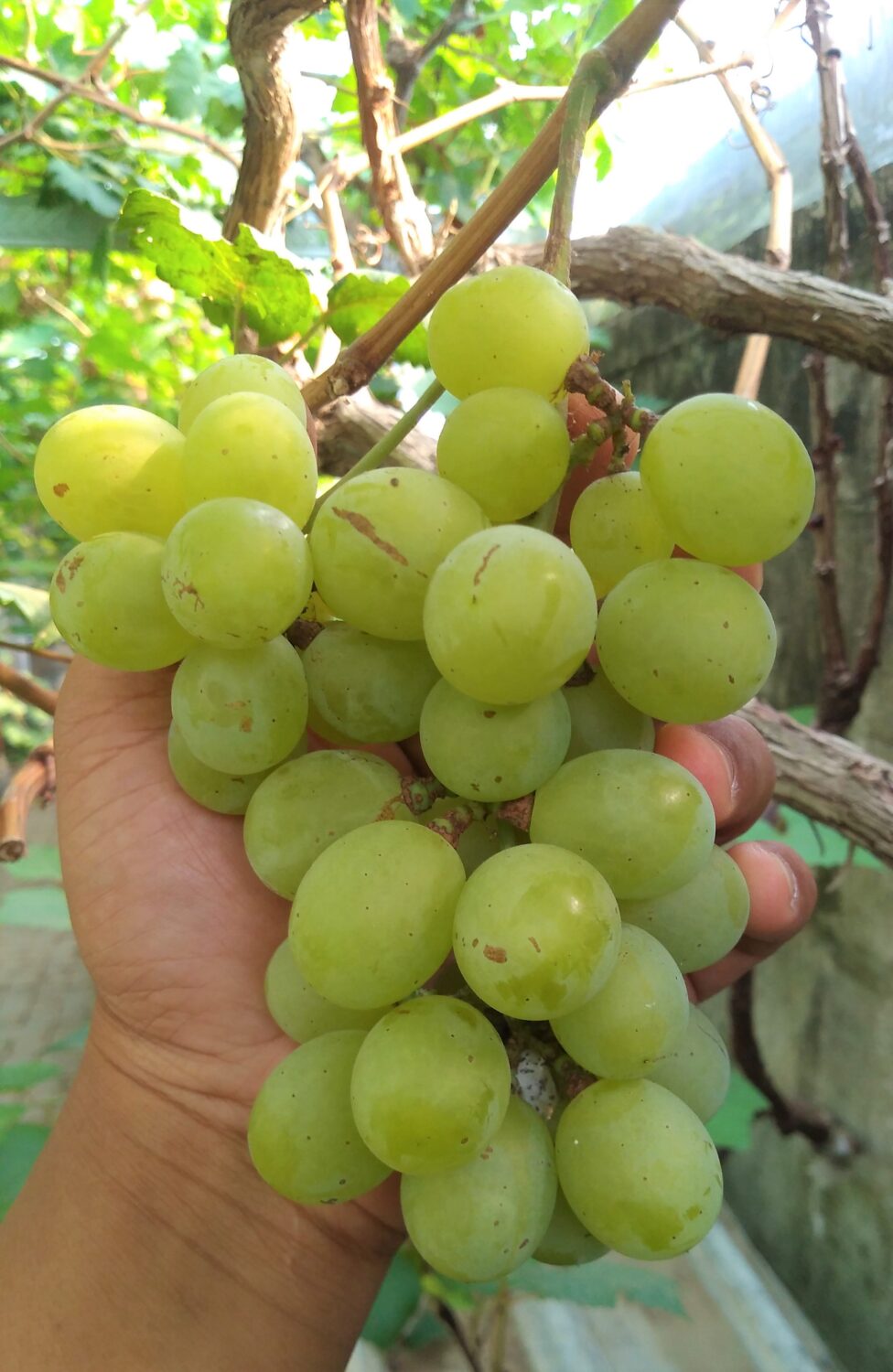 Buah Anggur Hijau Buah Anggur Hijau