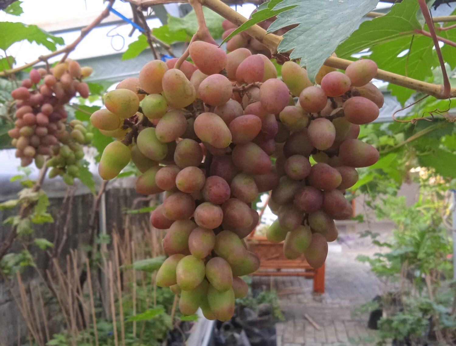 Buah Anggur Beauty Krasotka Buah Anggur Beauty Krasotka