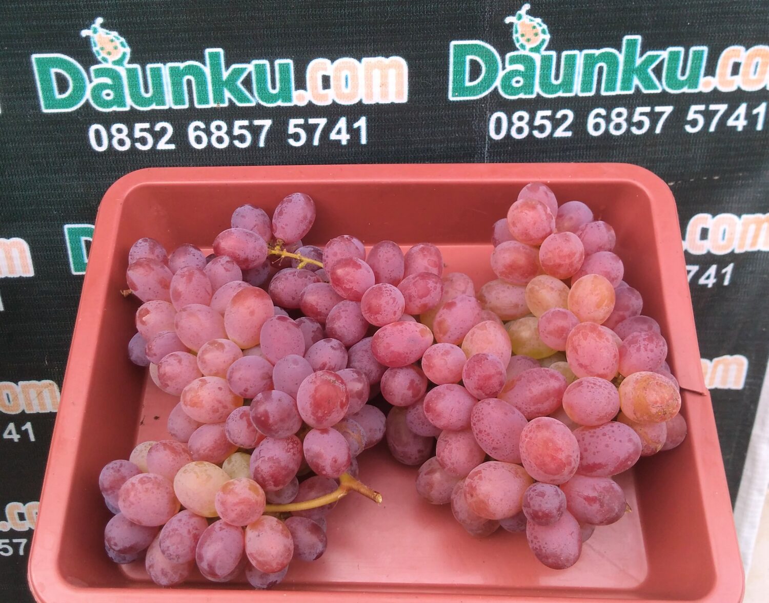 Buah Anggur Jupiter dalam Nampan Buah Anggur Jupiter dalam Nampan