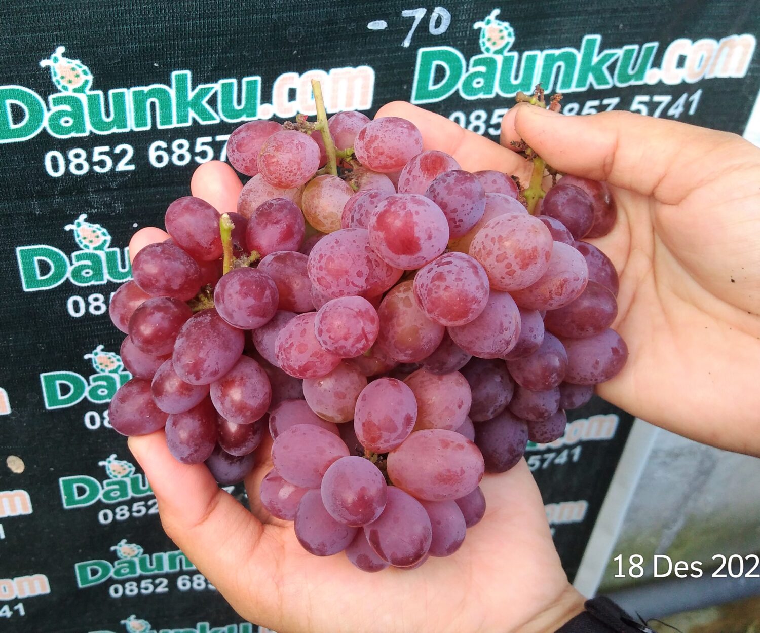 Buah Anggur Jupiter Buah Anggur Jupiter