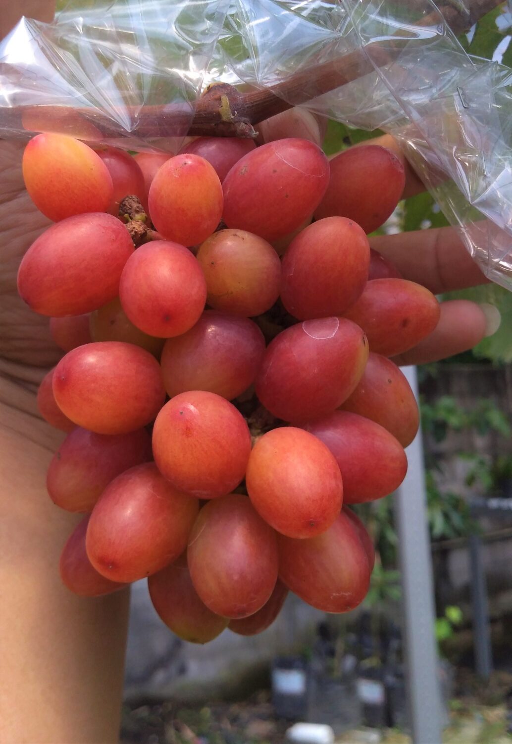 Buah Anggur Original Buah Anggur Original